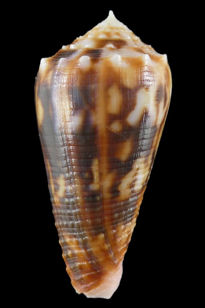 Phasmoconus moluccensis moluccensis 40.78 mm Gem - Thelsica