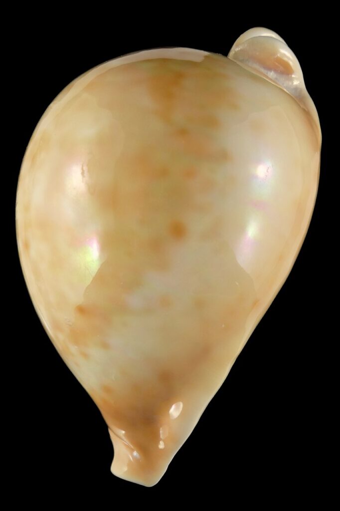 Umbilia armeniaca armeniaca Big size 102.82 mm Gem - Thelsica