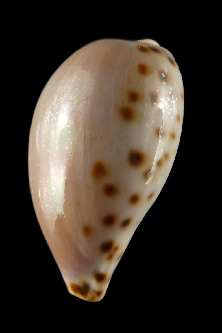 Notocypraea angustata 27.26 mm F+++ Thelsica