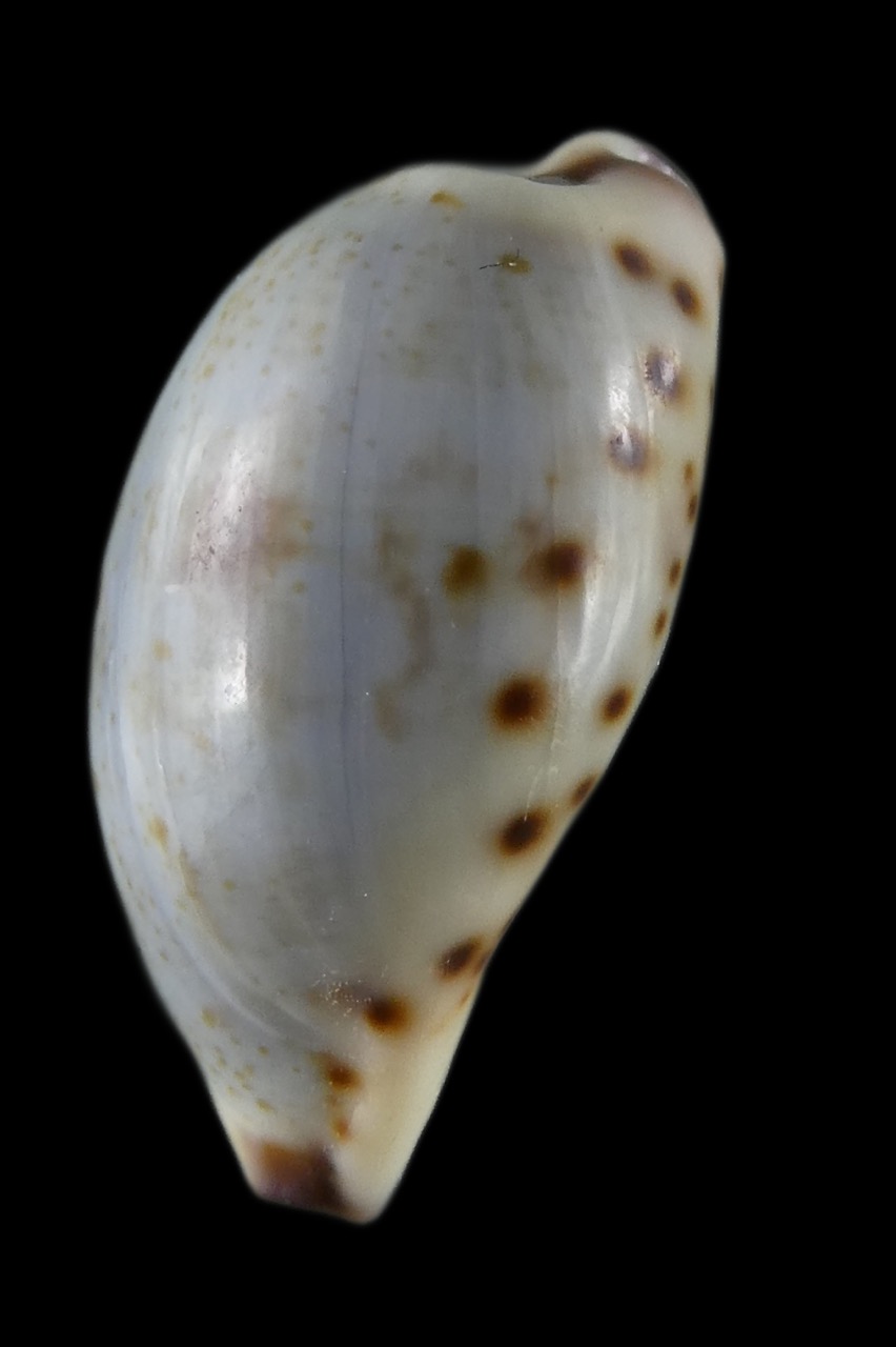 Purpuradusta gracilis notata 16,25 mm Gem (-) - Thelsica