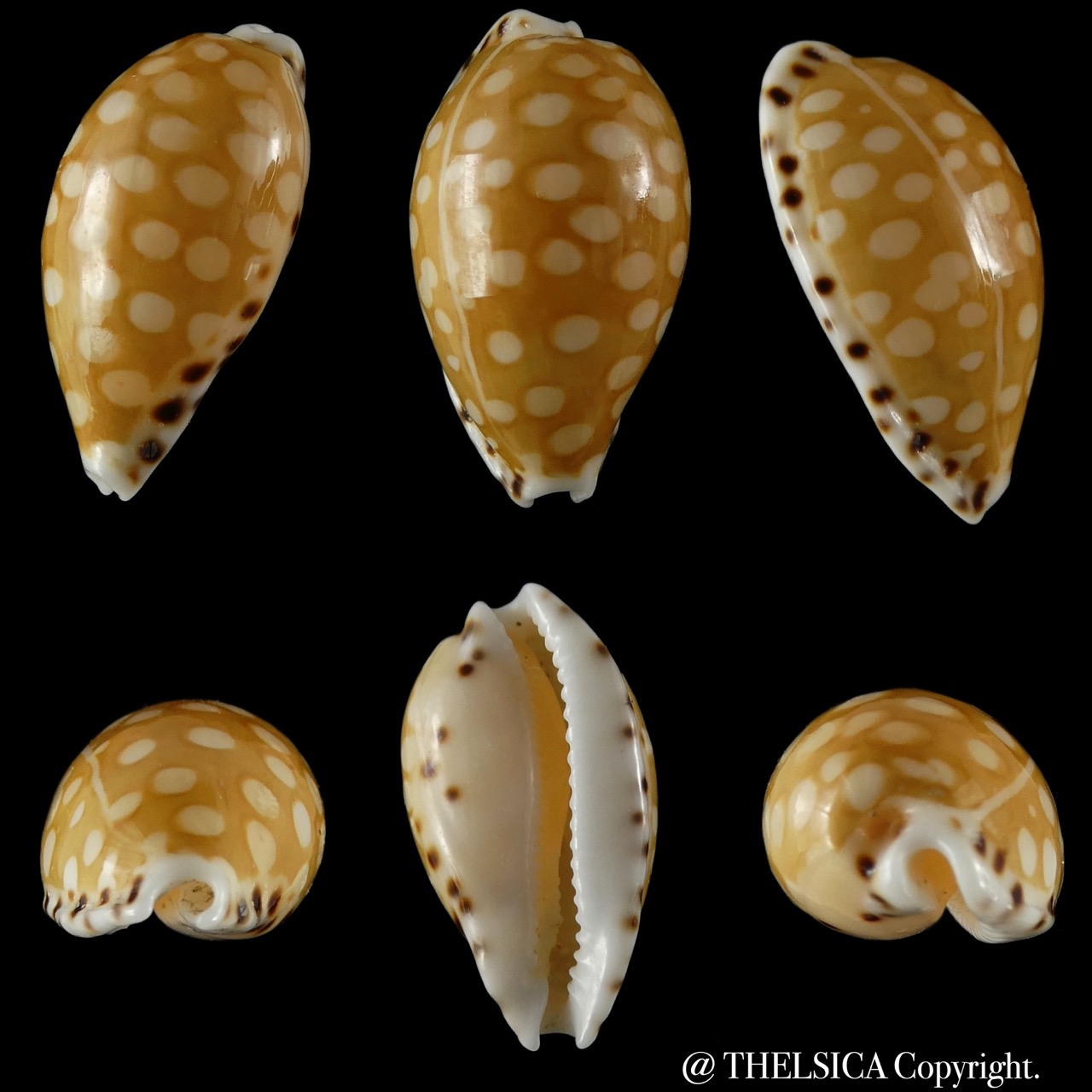 Cribrarula Astaryi Astaryi 16 20 Mm Gem Thelsica