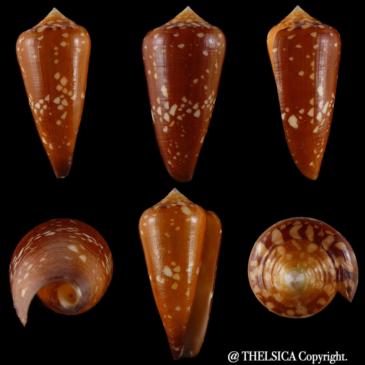 Darioconus crocatus crocatus ... Big size… 57.71 mm Gem - Thelsica