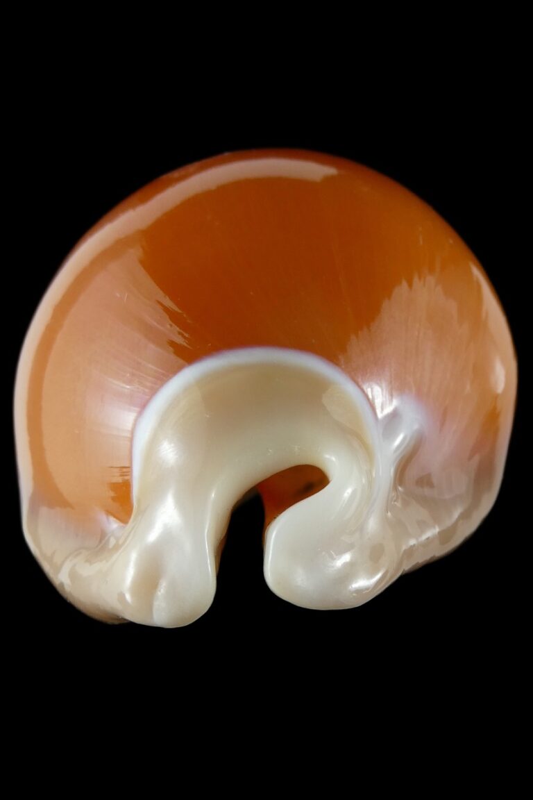 Callistocypraea Aurantium... Exceptional Colour ... 92.62 Mm Gem - Thelsica