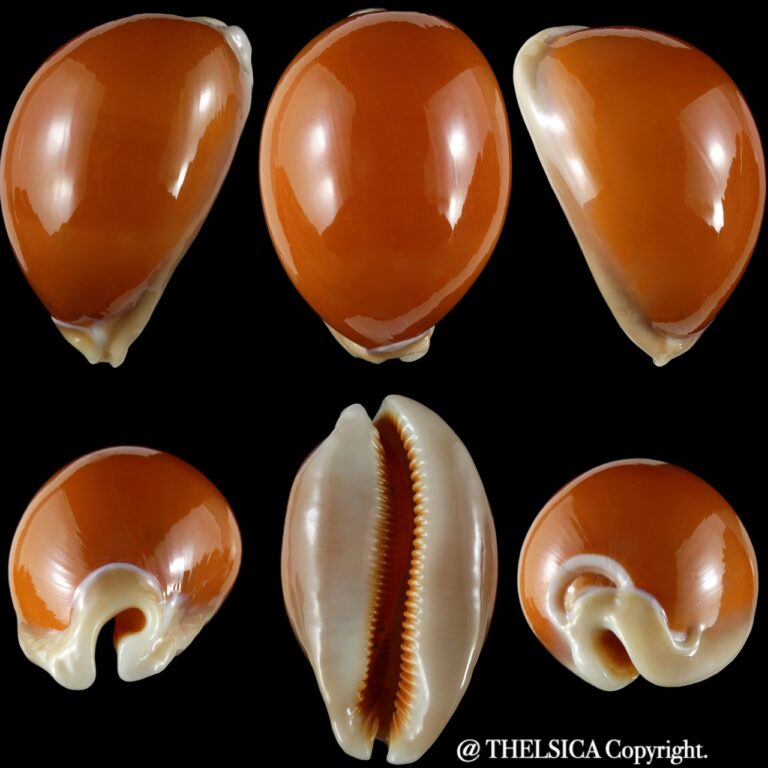 Callistocypraea Aurantium.. 93.47 Mm Gem - Thelsica