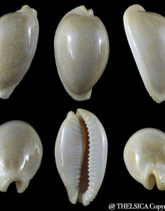 Naria miliaris miliaris "intermedia" 46.38 mm F+++/Gem