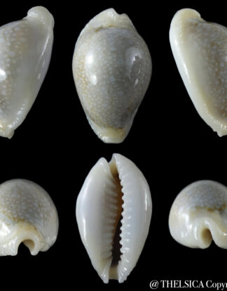 Naria miliaris miliaris  .... white ... 31.90  mm Gem