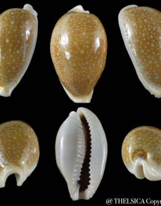 Naria miliaris miliaris... Giant … 45.51 mm Gem