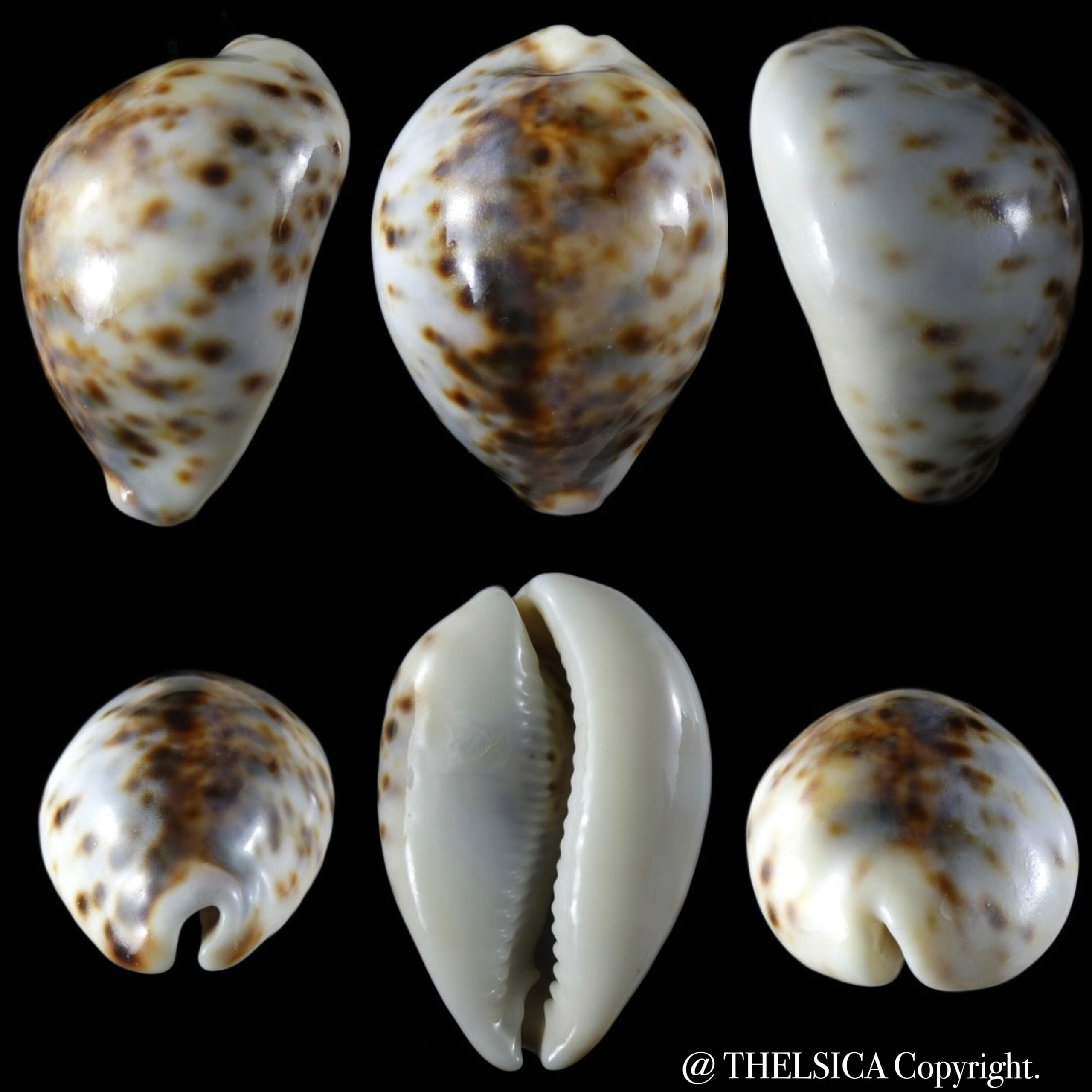 Cypraea tigris ridleyi 62.92 mm Gem