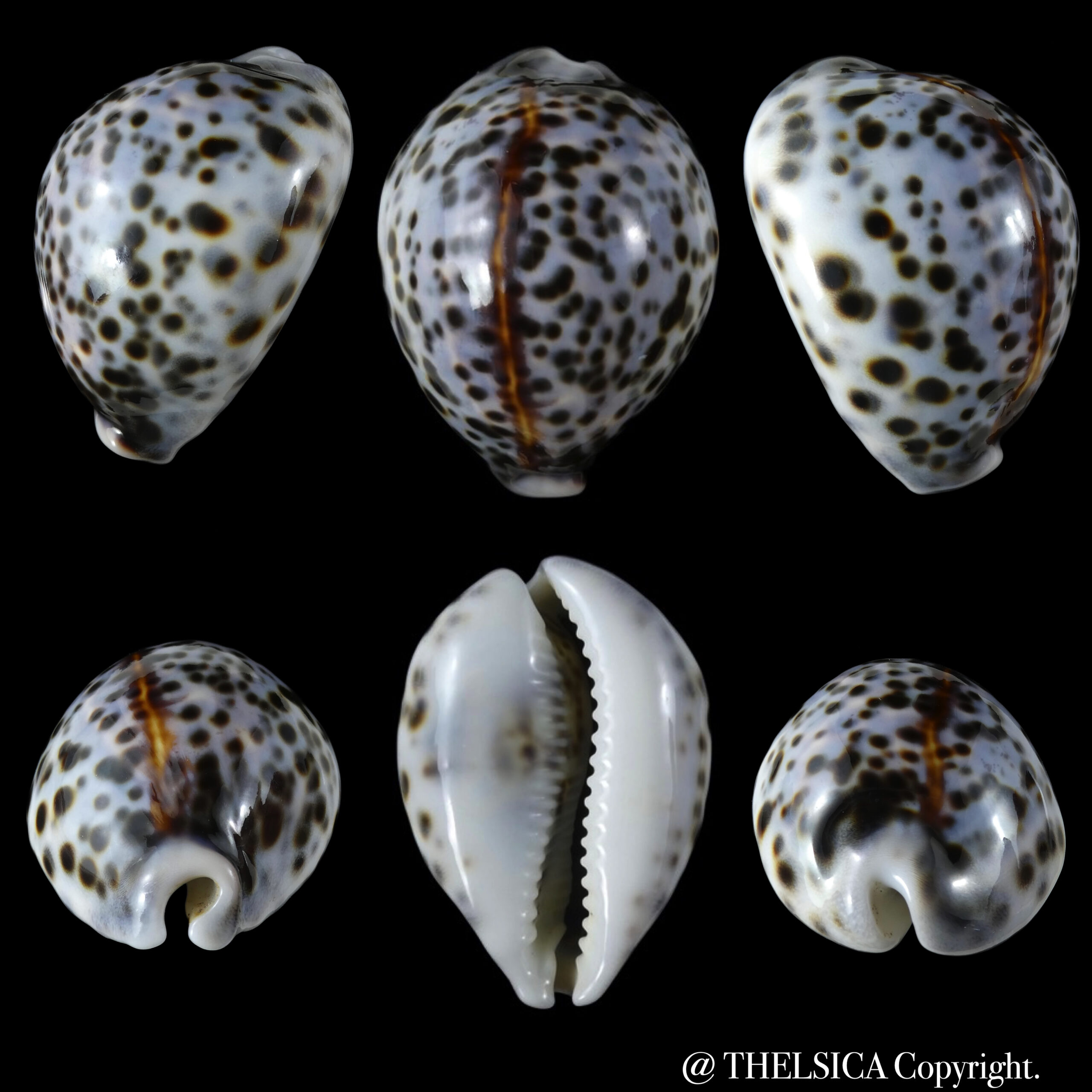Cypraea tigris pardalis ... Blue ... 62.13 mm Gem