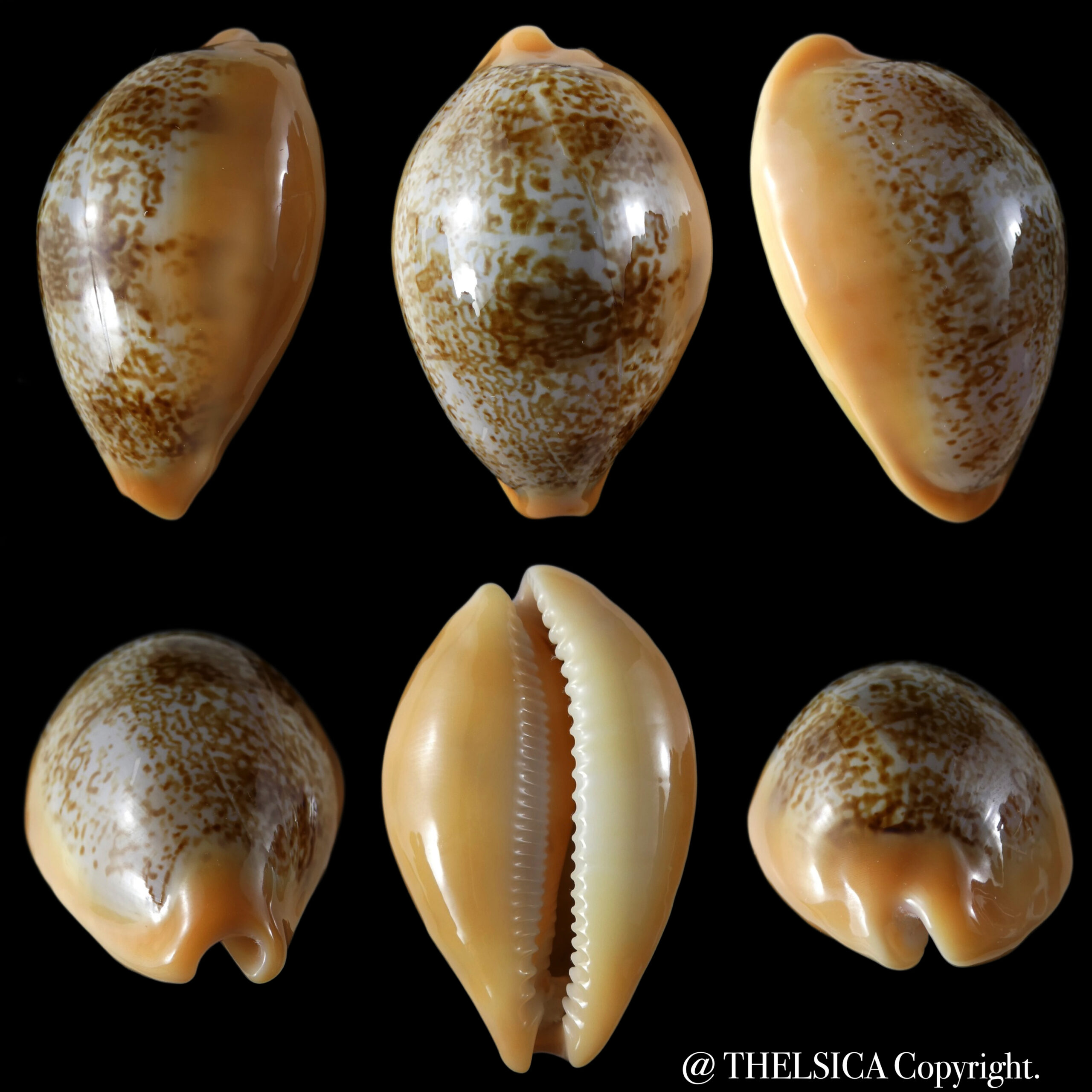 Austrasiatica langfordi poppeorum ... 47.87 mm Gem (-)