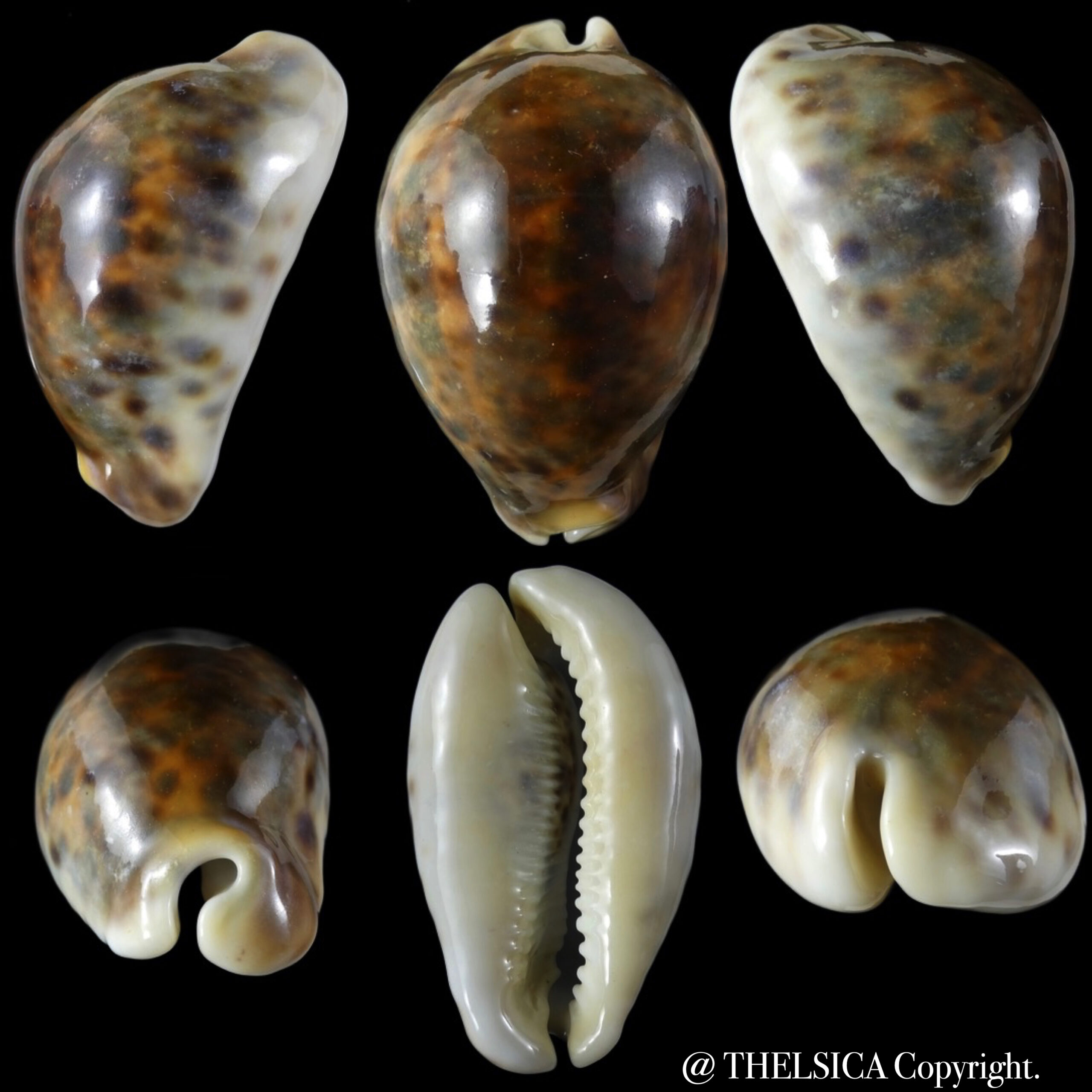 Cypraea tigris pardalis … rostrate .. 87.04 mm Gem (-)