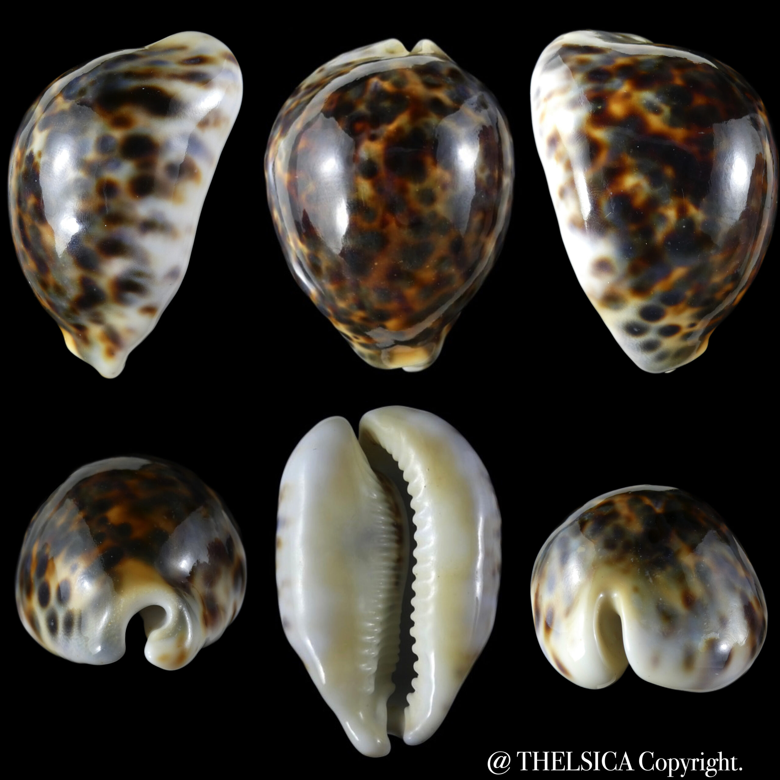 Cypraea tigris pardalis … rostrate .. 82.65 mm Gem (-)