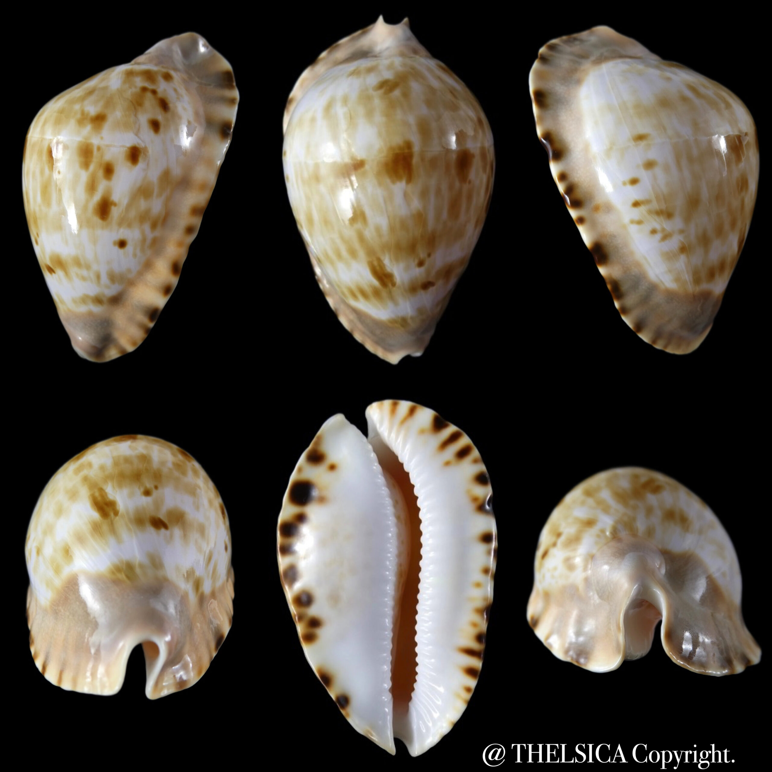 Zoila marginata consueta ... 59.42 mm Gem