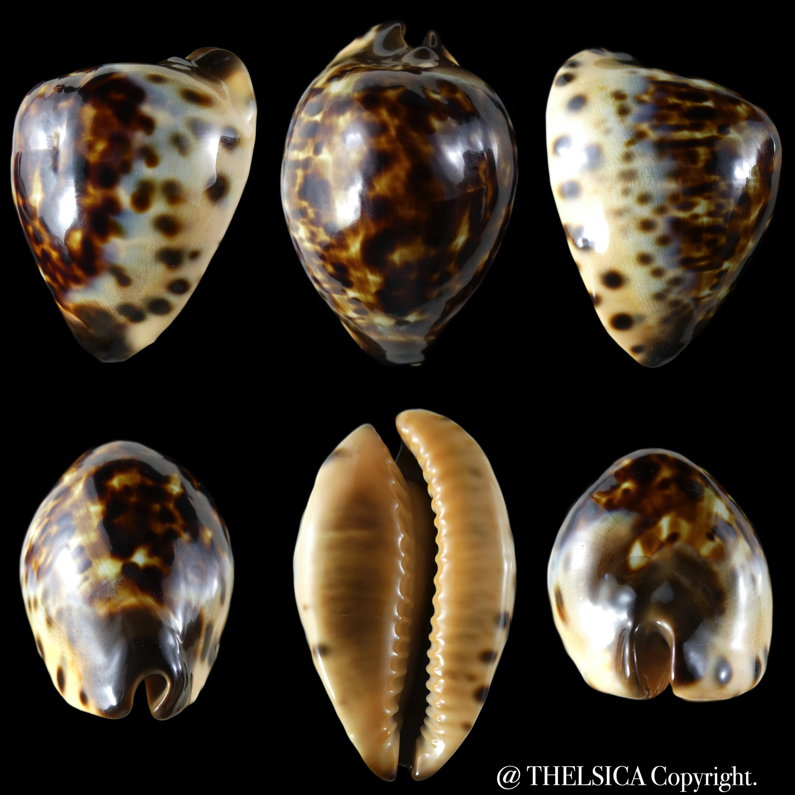 Zoila eludens delicatura ... Big size ... 51.83 mm F+++/Gem