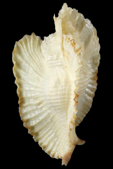 Timbellus bednalli 75.46 mm Gem