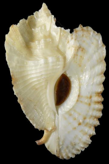 Timbellus bednalli 75.46 mm Gem