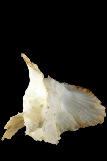 Timbellus bednalli ...Big size ... 82.16mm Gem