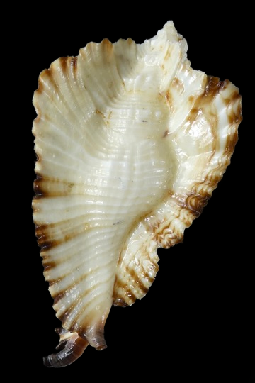 Timbellus bednalli ... Top colour ... 69.16 mm Gem