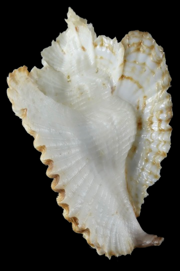 Timbellus bednalli ...Big size ... 82.16mm Gem