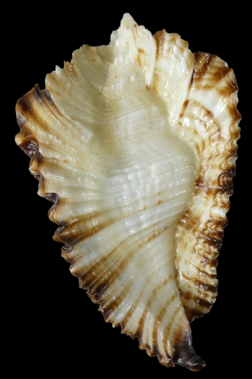 Timbellus bednalli ... Top colour ... 69.16 mm Gem