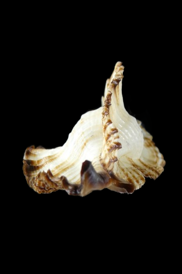 Timbellus bednalli ... Top colour ... 69.16 mm Gem