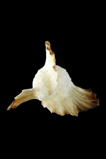 Timbellus bednalli ... Top colour ... 69.16 mm Gem