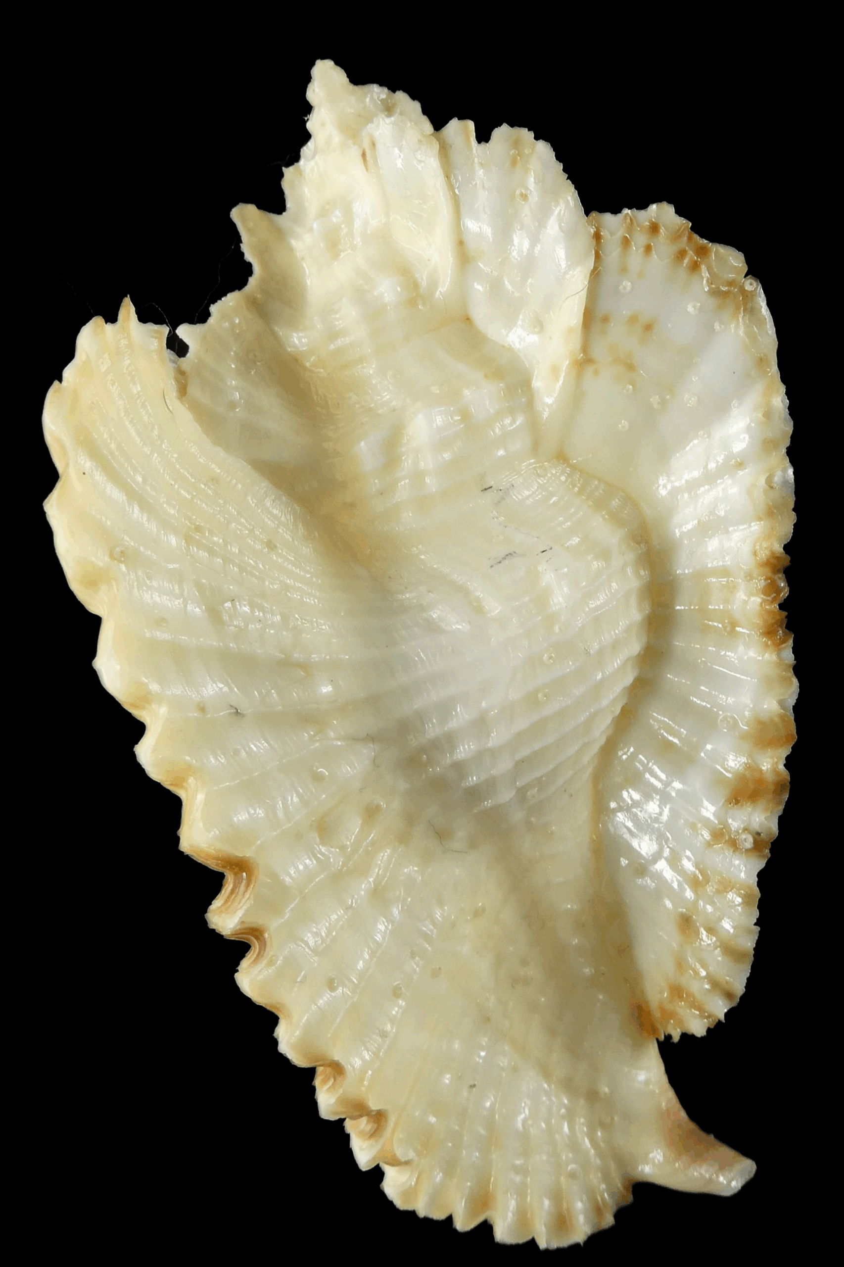 Timbellus bednalli 75.46 mm Gem