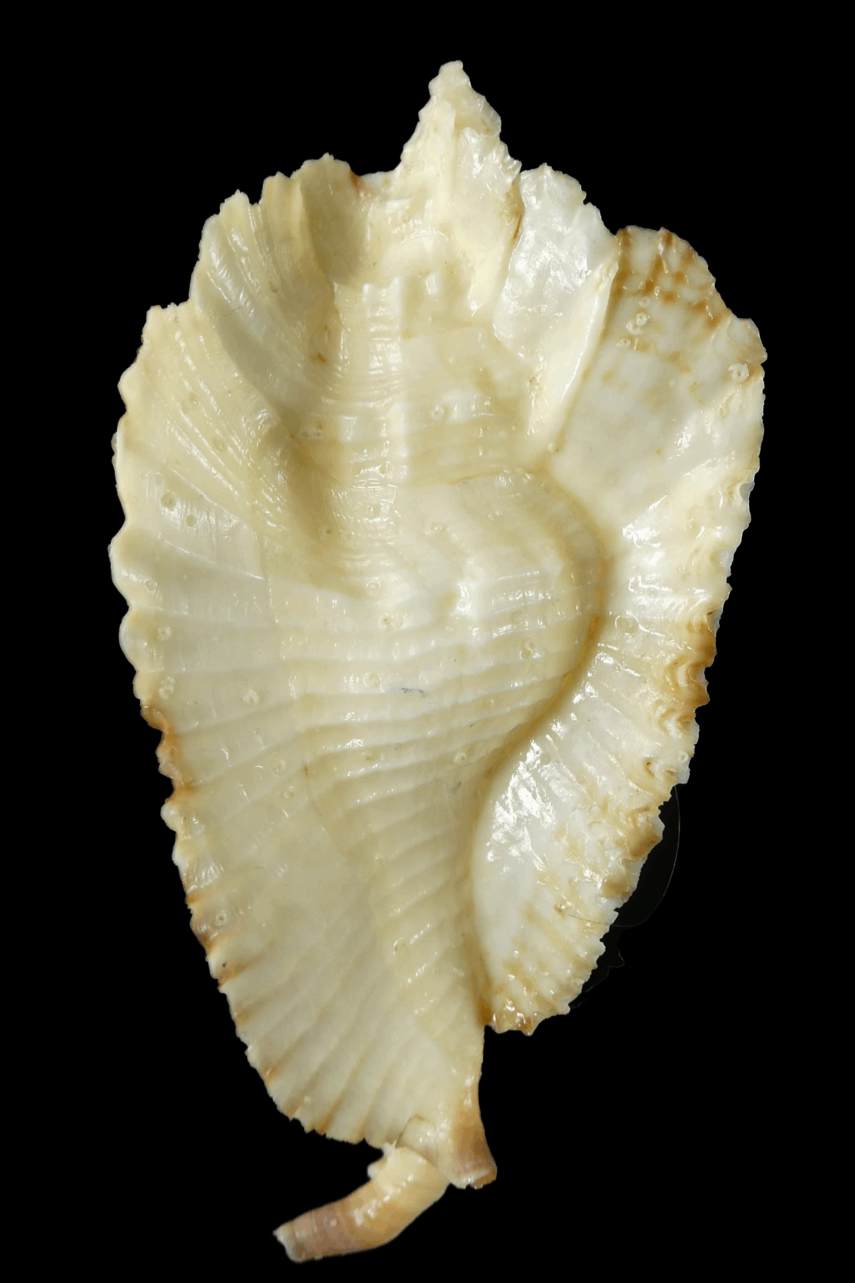 Timbellus bednalli 75.46 mm Gem