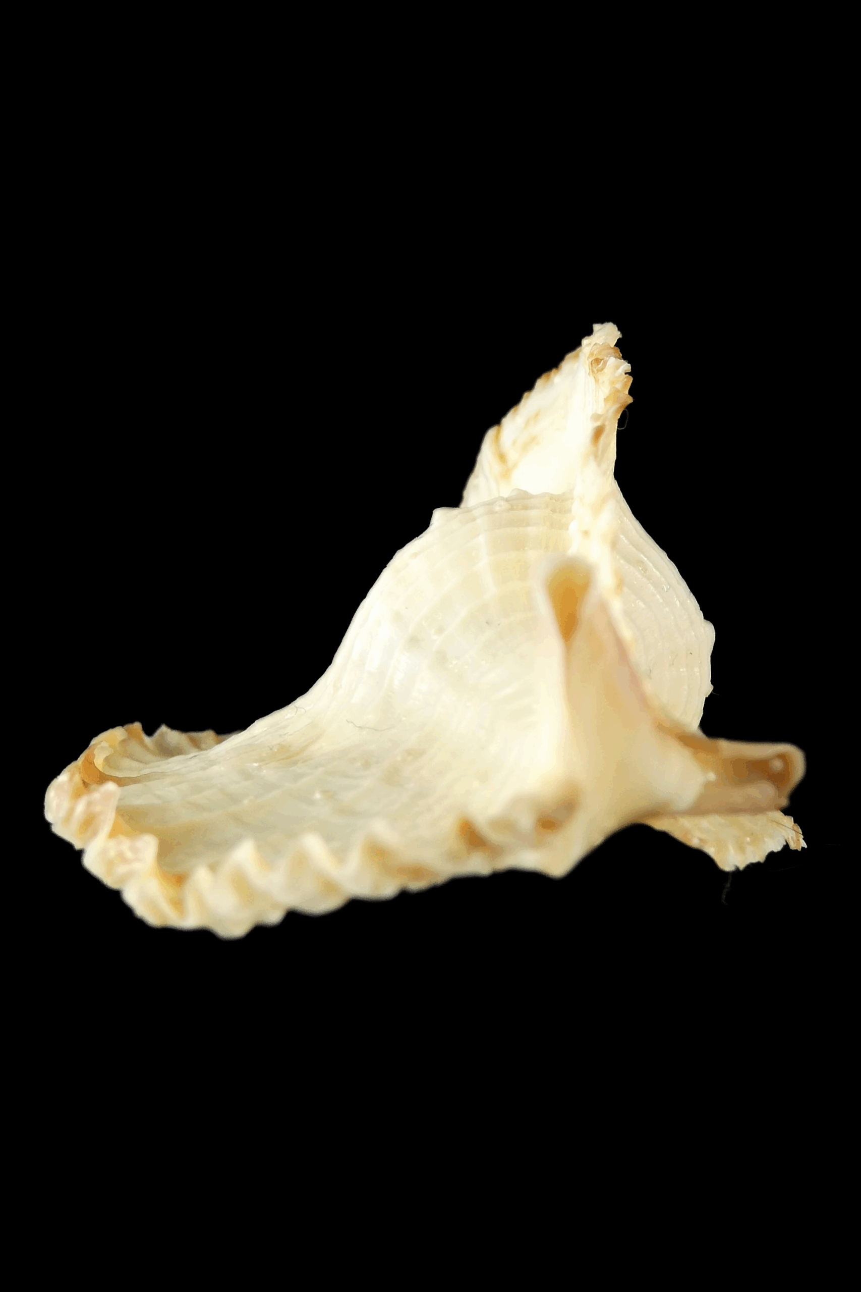 Timbellus bednalli 75.46 mm Gem