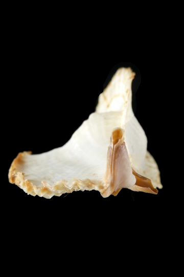 Timbellus bednalli ...Big size ... 82.16mm Gem