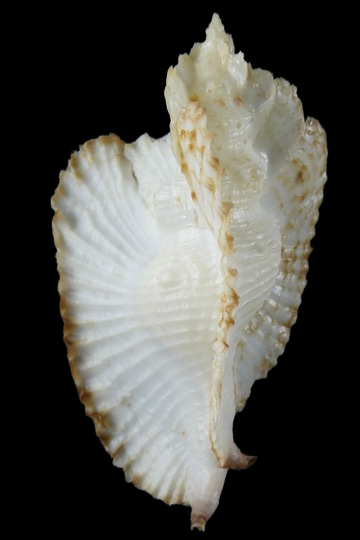 Timbellus bednalli ...Big size ... 82.16mm Gem