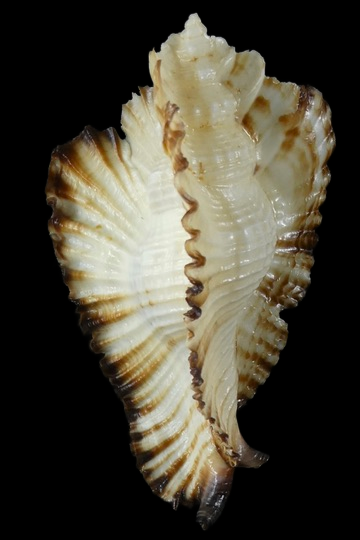 Timbellus bednalli ... Top colour ... 69.16 mm Gem