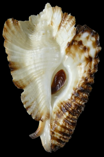 Timbellus bednalli ... Top colour ... 69.16 mm Gem