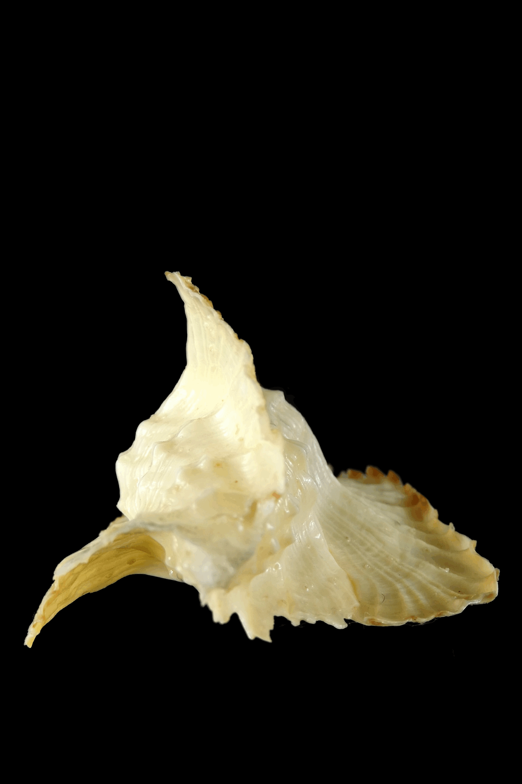 Timbellus bednalli 75.46 mm Gem