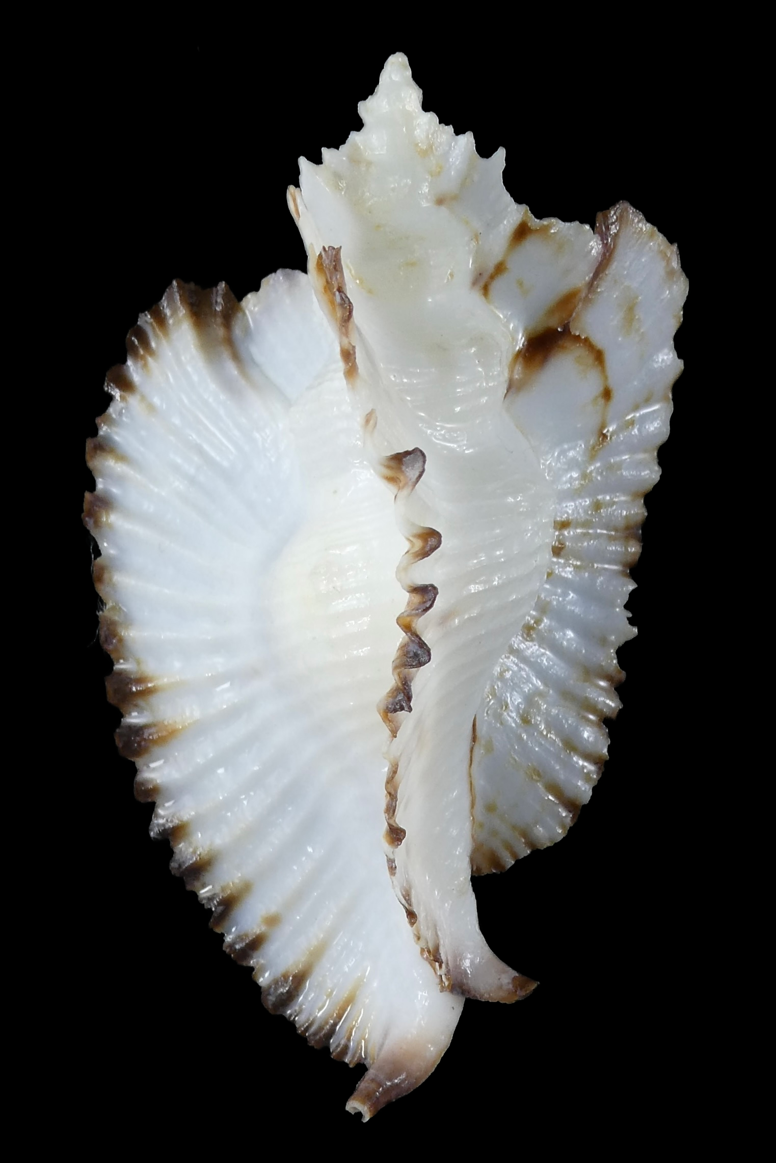 Timbellus bednalli 75.47 mm Gem