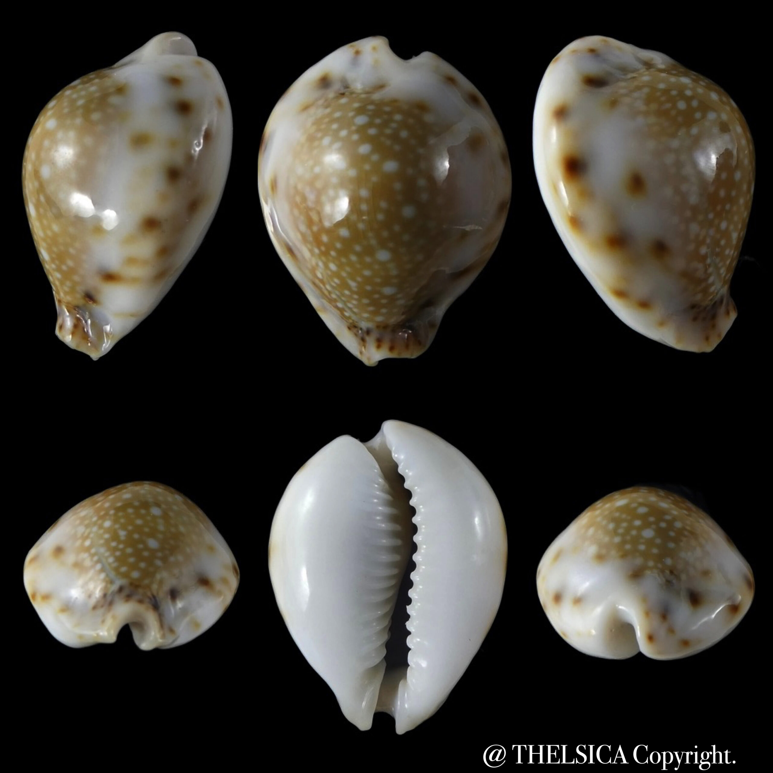 Naria lamarkii redimita phuketensis 28,37 mm Gem