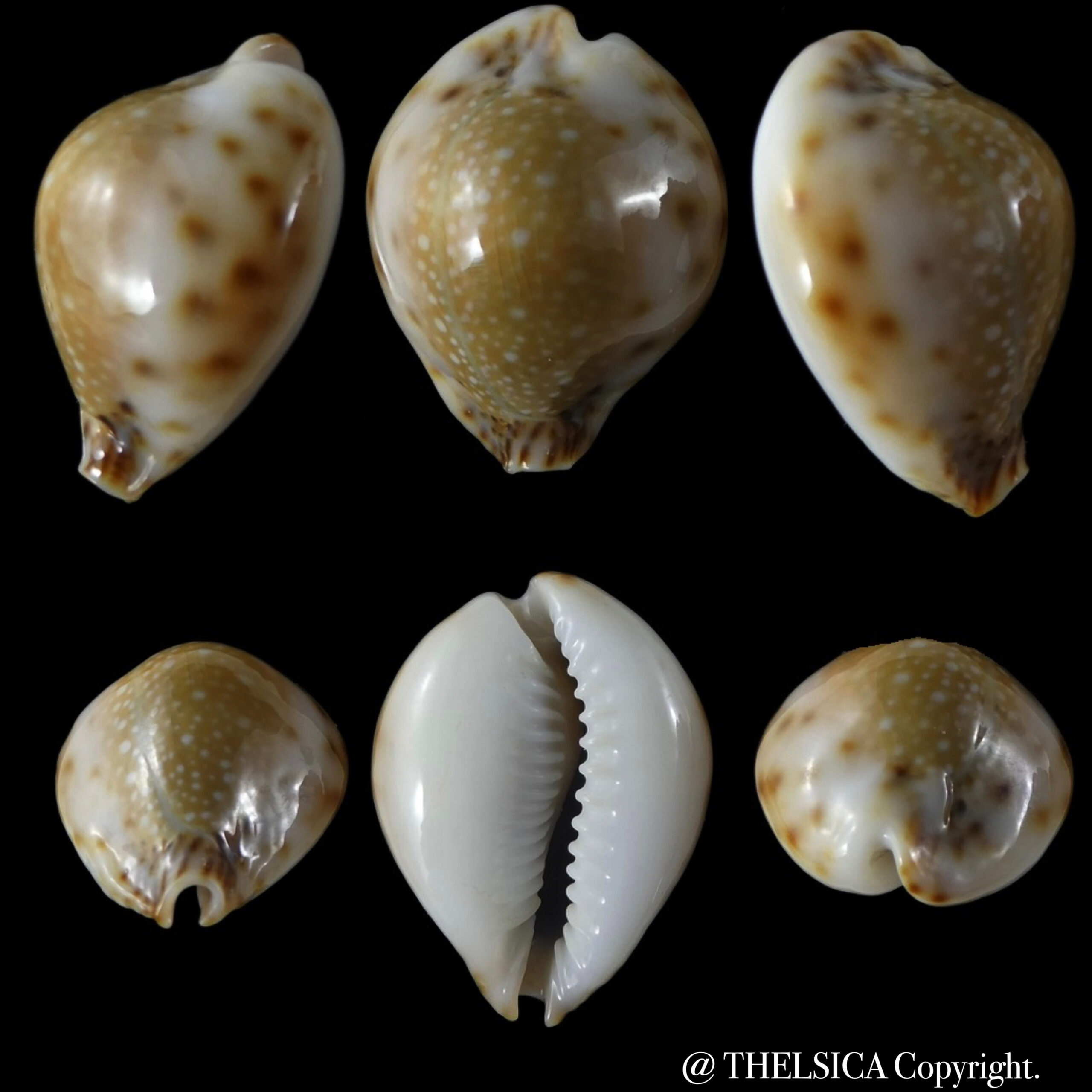 Naria lamarkii redimita phuketensis 28,50 mm Gem