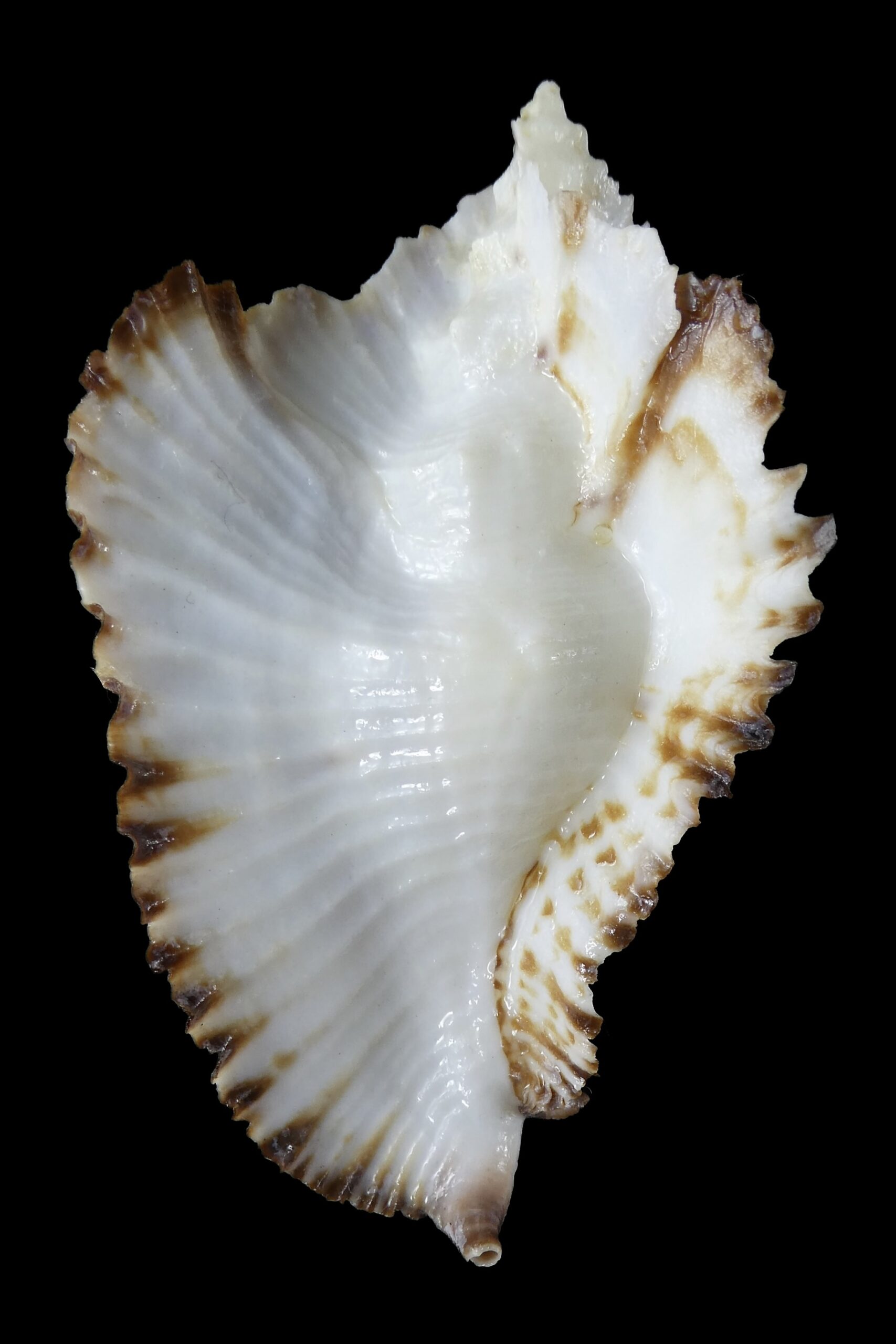 Timbellus bednalli 75.47 mm Gem