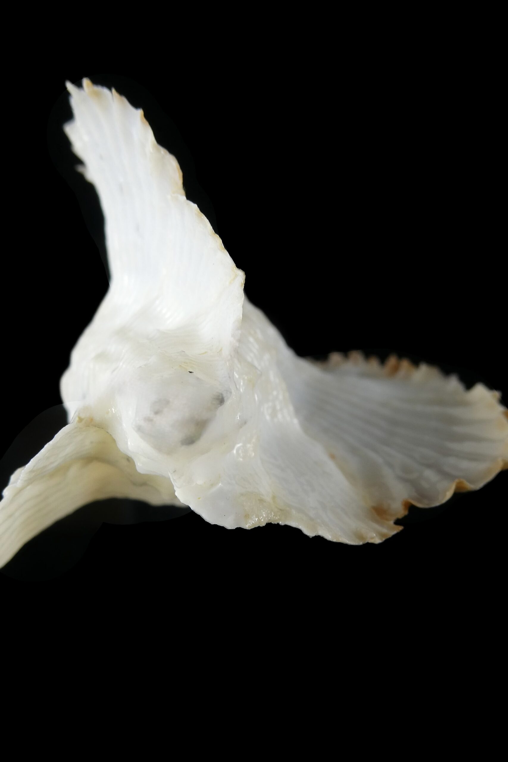 Timbellus bednalli ... Very Big size ... 87.62 mm Gem