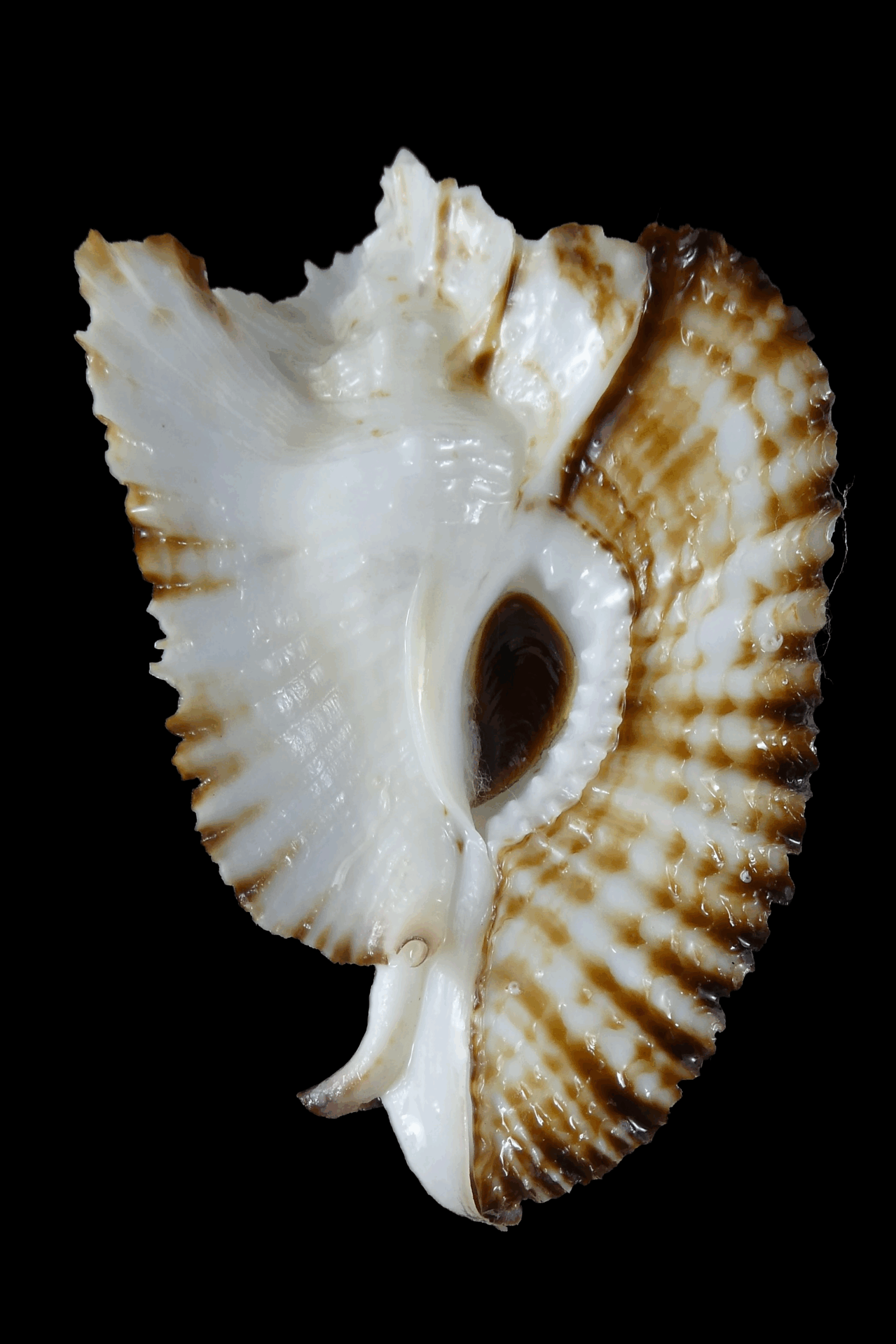 Timbellus bednalli 75.47 mm Gem