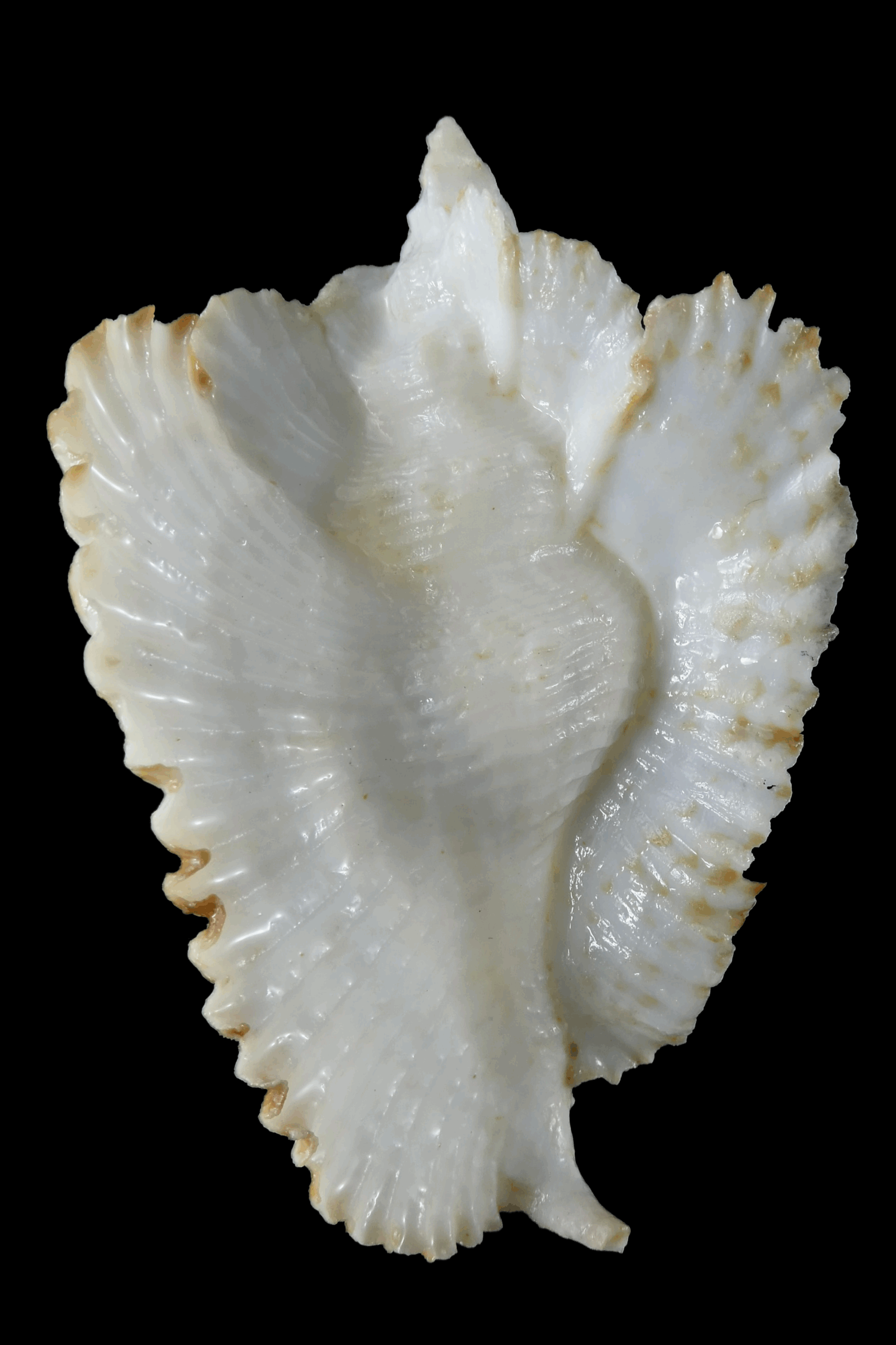 Timbellus bednalli ... Very Big size ... 87.62 mm Gem