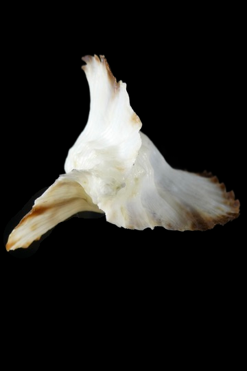 Timbellus bednalli 75.47 mm Gem