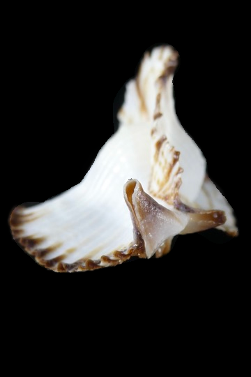 Timbellus bednalli 75.47 mm Gem