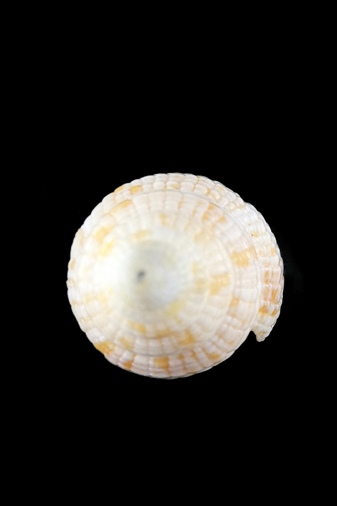 Neocancilla takiisaoi ... Very big size ... 55.40 mm Gem