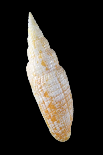 Neocancilla takiisaoi ... Very big size ... 55.40 mm Gem