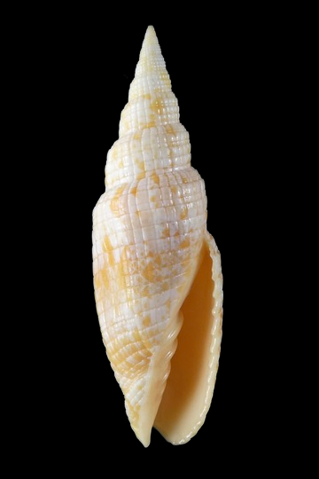 Neocancilla takiisaoi ... Very big size ... 55.40 mm Gem