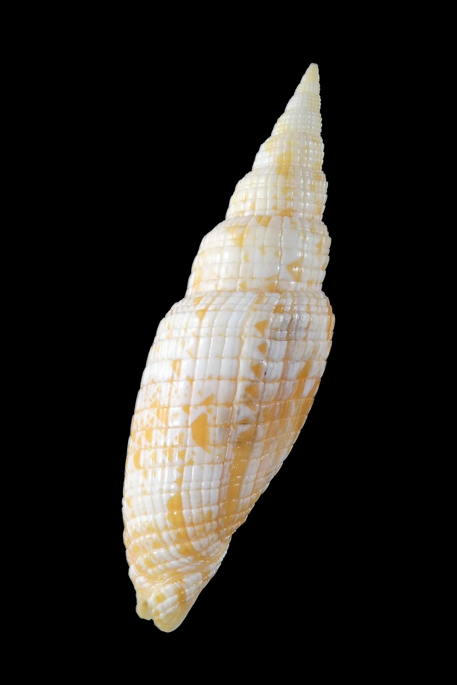 Neocancilla takiisaoi ... Very big size ... 55.40 mm Gem