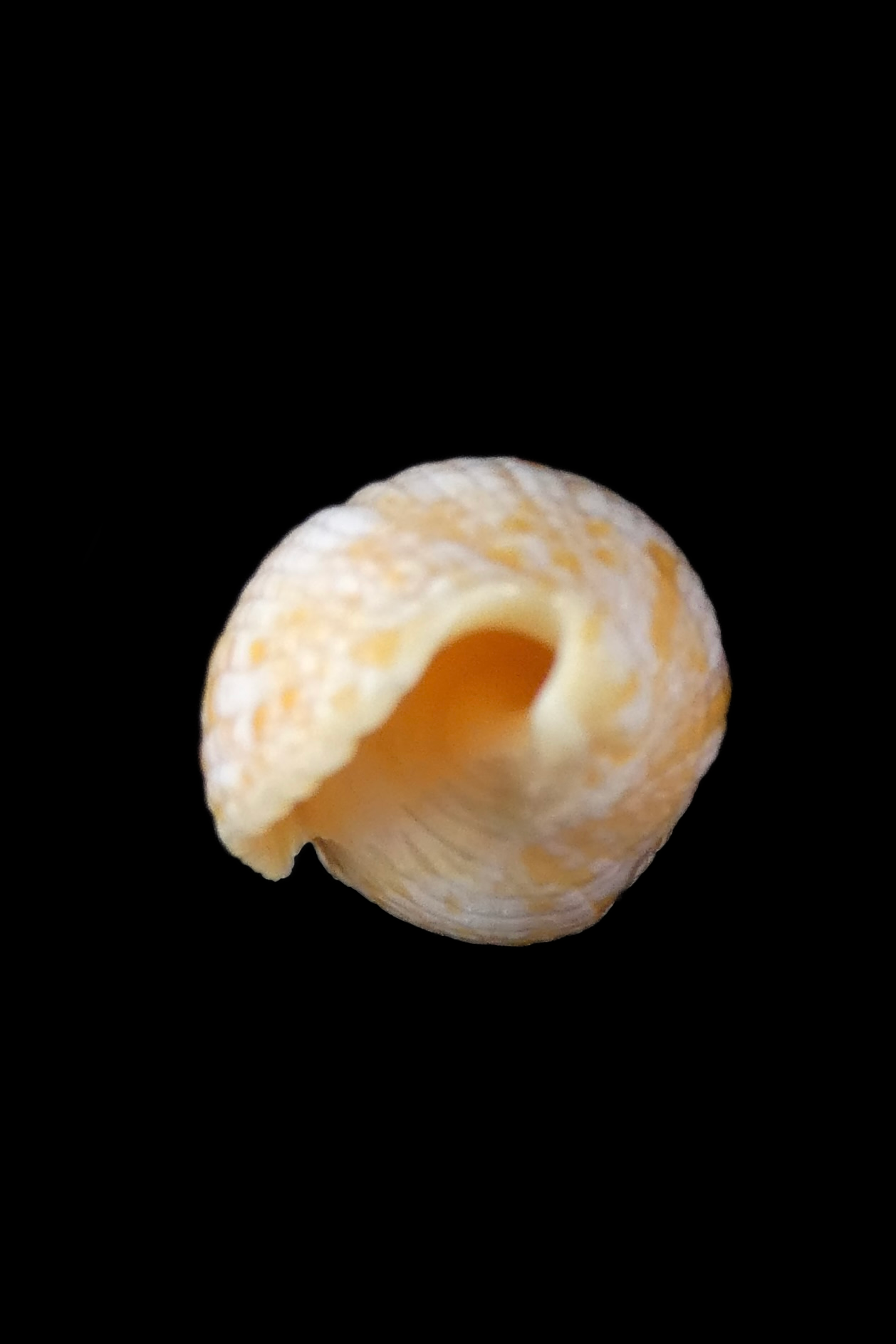 Neocancilla takiisaoi ... Very big size ... 55.40 mm Gem