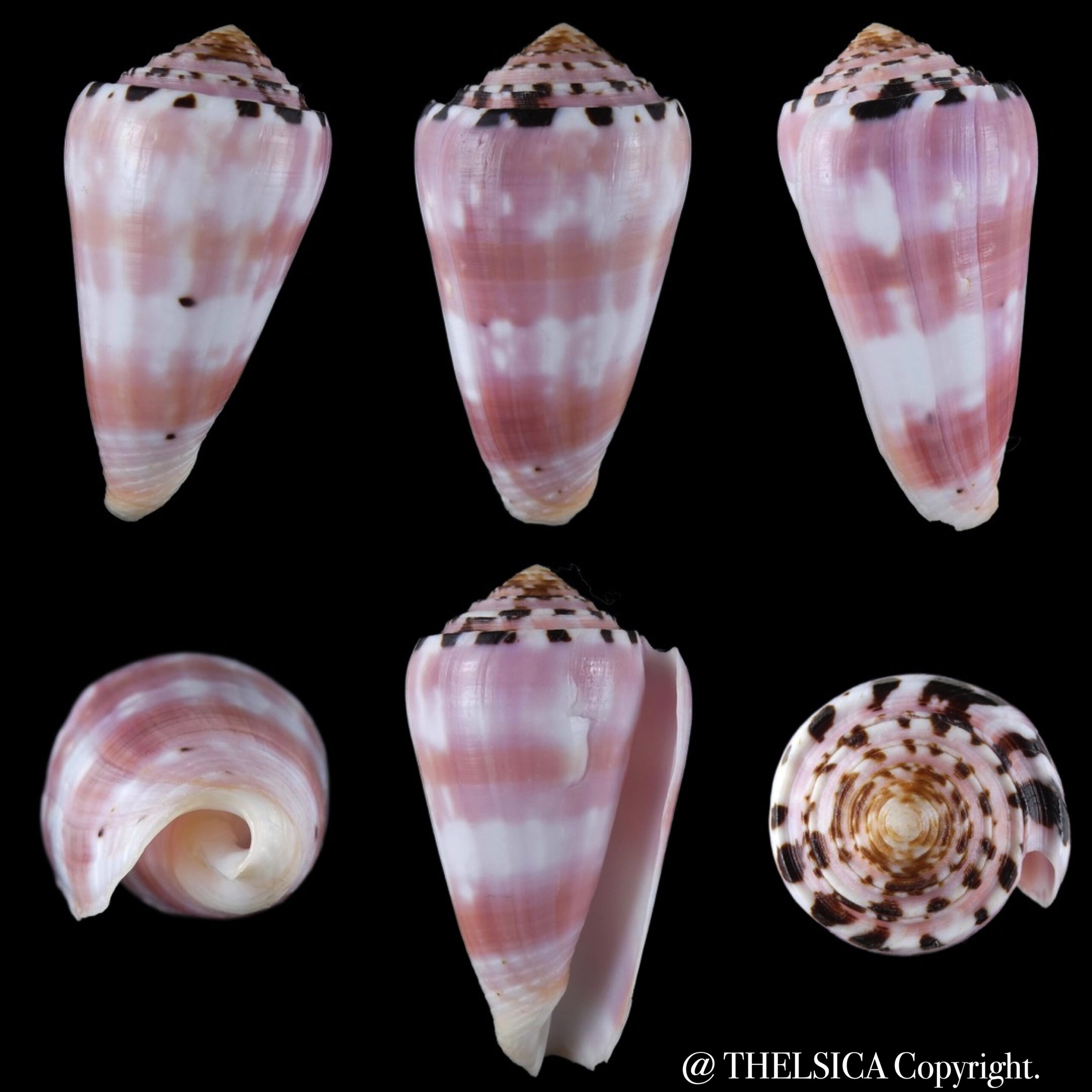 Pionoconus gauguini ... 69.55 mm F+++/Gem
